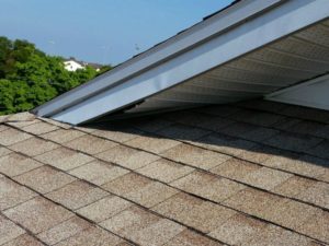 raccoon entry point before