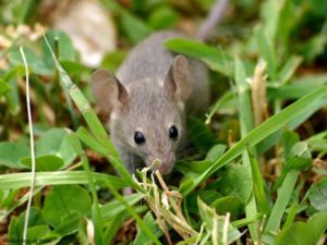 house mouse