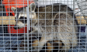 Raccoon Trapping
