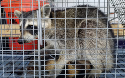 How To Keep Raccoons Out – Raccoon Removal