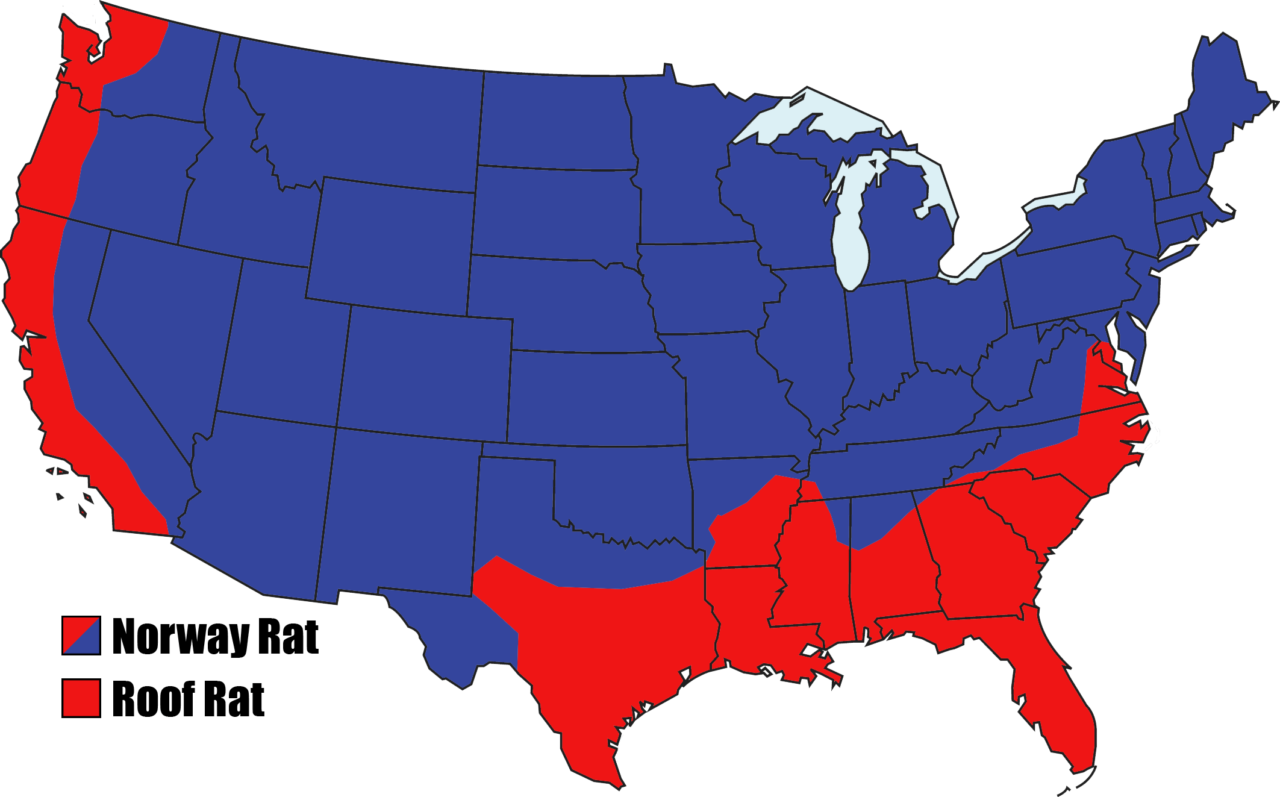 Range usa. Фармингтон США на карте мира. Карта рат. Rats c американского английского на русский. Крыса и географическая карта.