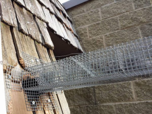 Squirrel Trap Exclusion Soffit