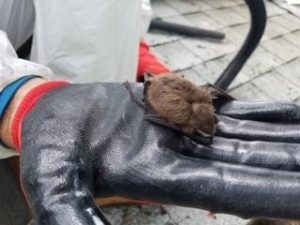 humane bat removal