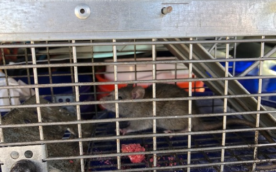 Rats in the Attic a Major Problem in Melbourne FL