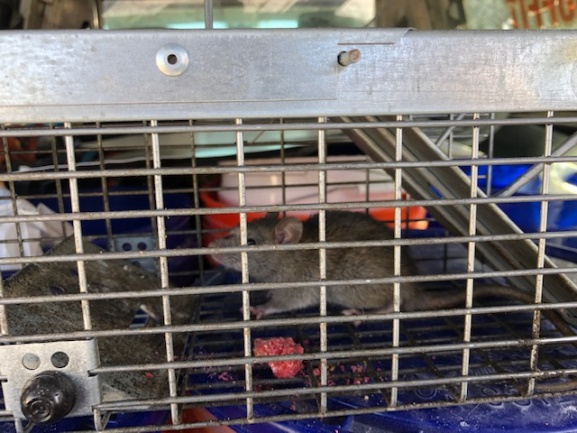 Melbourne, FL Wildlife Control - Wildlife Removal Melbourne - Melbourne  Raccoon Removal - Rat Removal Melbourne - Melbourne Bat Removal - Animal  Control Services