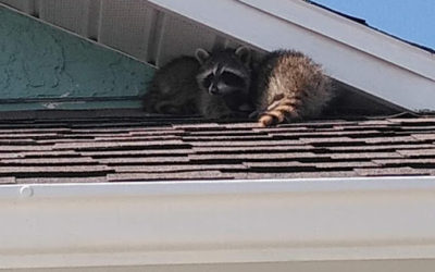 Five Signs that Raccoons are in your Attic Melbourne, FL