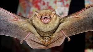 3 Signs that you have Bats in your House