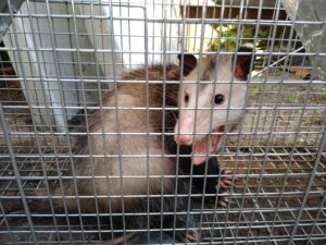 opossum removal