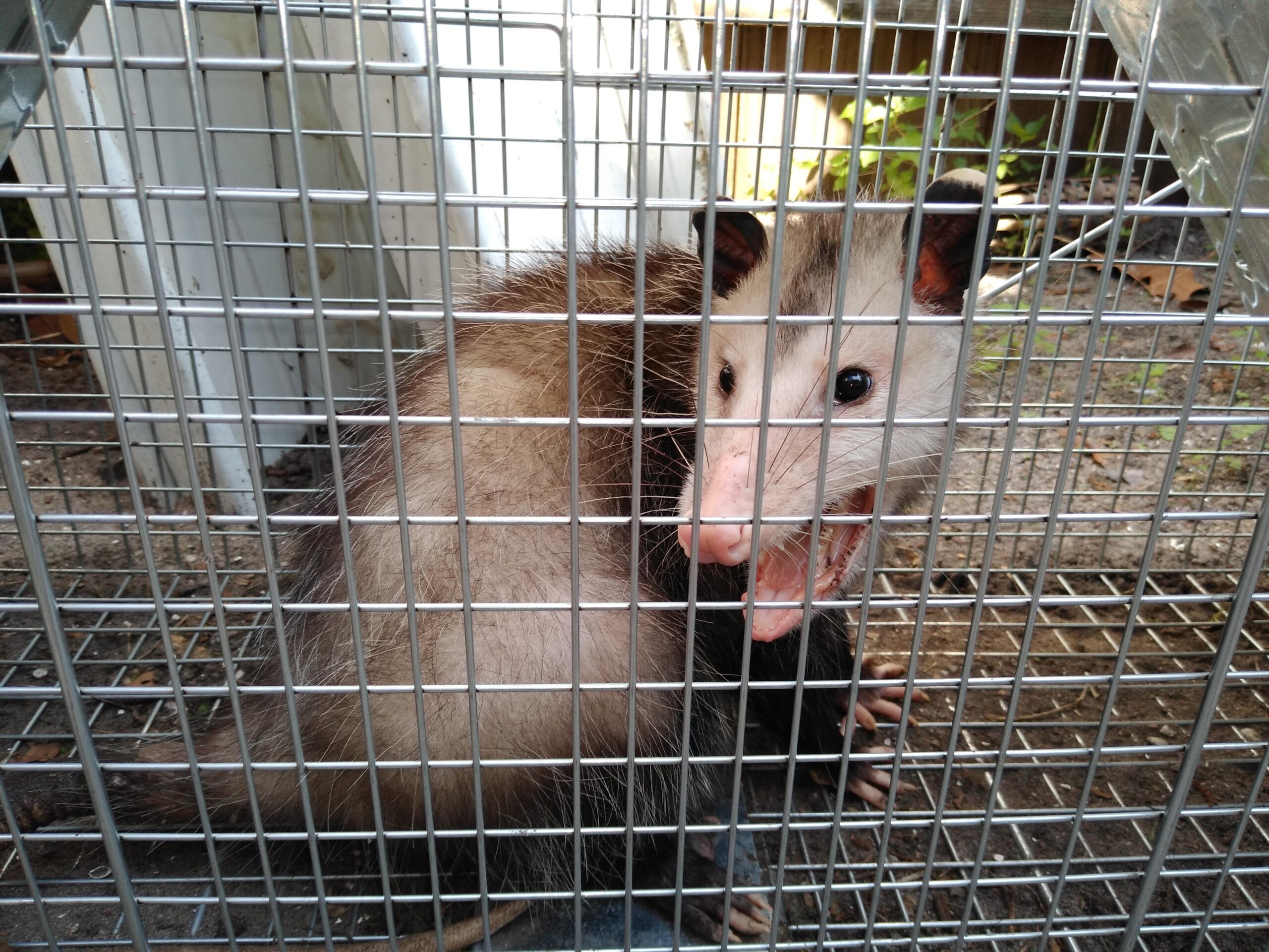 Opossum removed from a Brevard County attic
