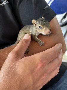 Titusville Squirrel Removal