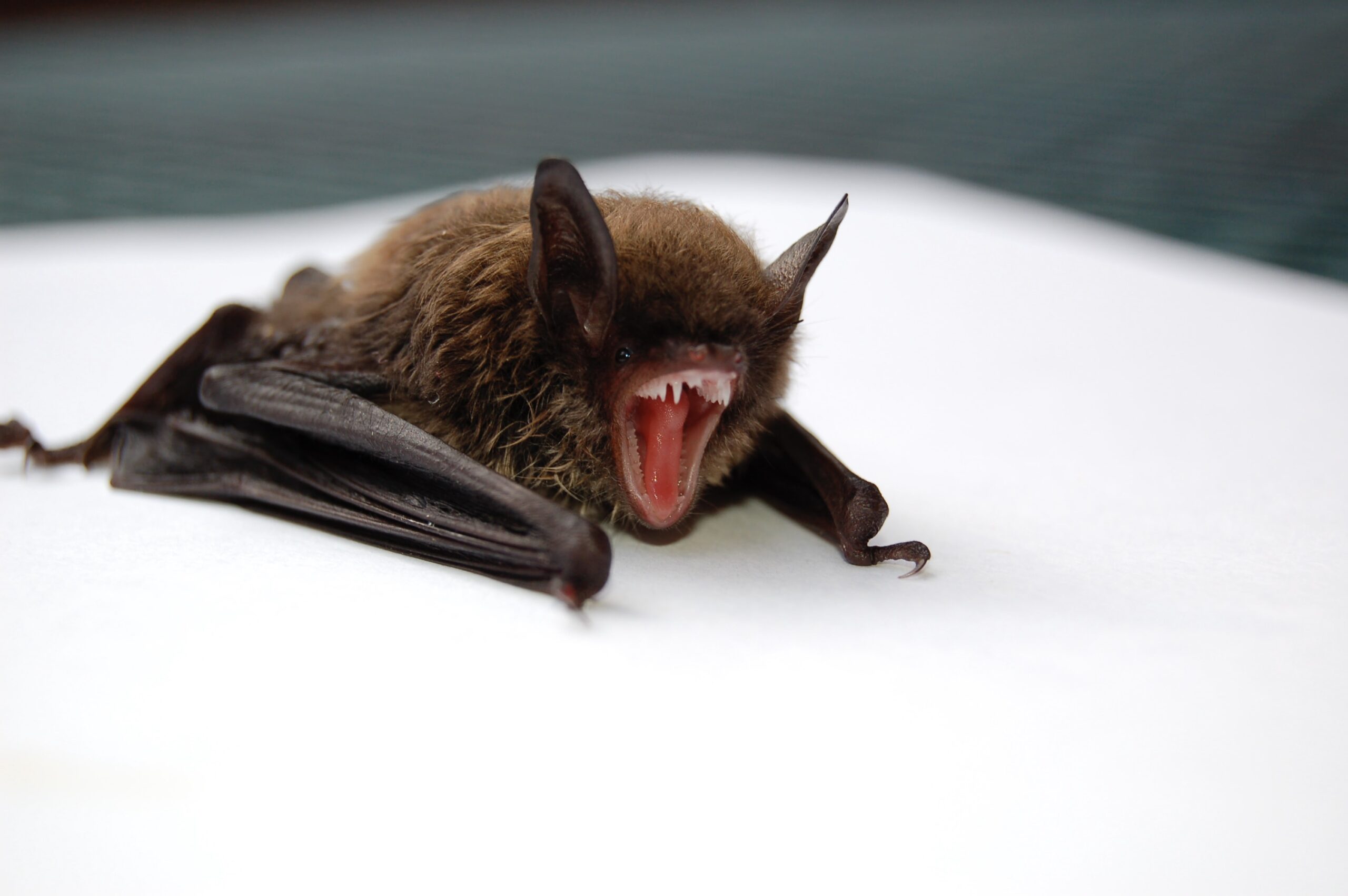 Bat found in a Brevard County attic