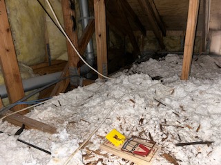 animals in the attic