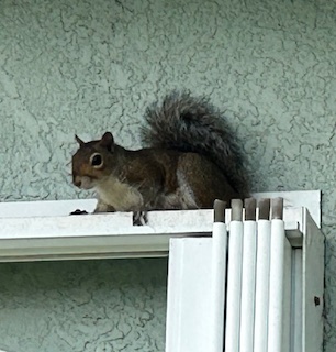 Squirrel on roof