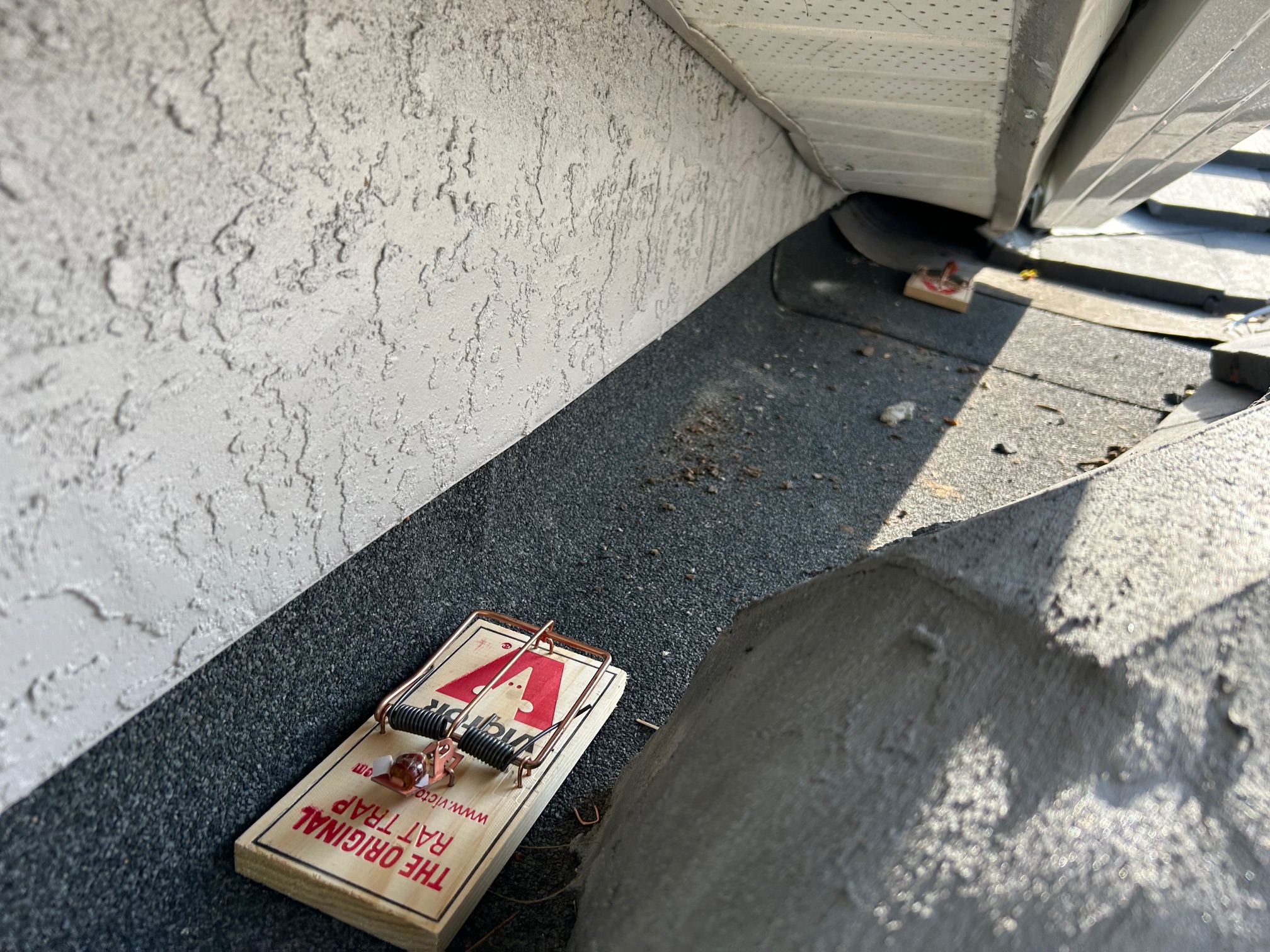 Trap set on a roof for rodent removal
